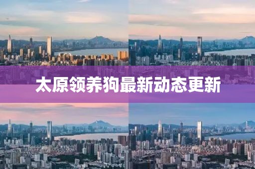 太原领养狗最新动态更新