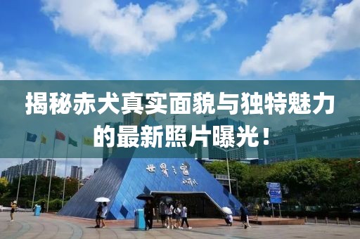 揭秘赤犬真实面貌与独特魅力的最新照片曝光！