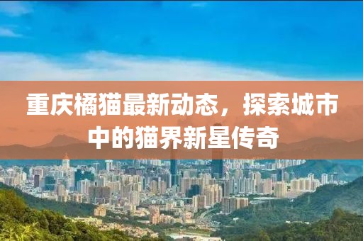 重庆橘猫最新动态，探索城市中的猫界新星传奇
